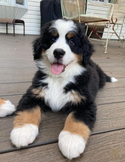 Bernese Mountain Dog Puppy Smiling