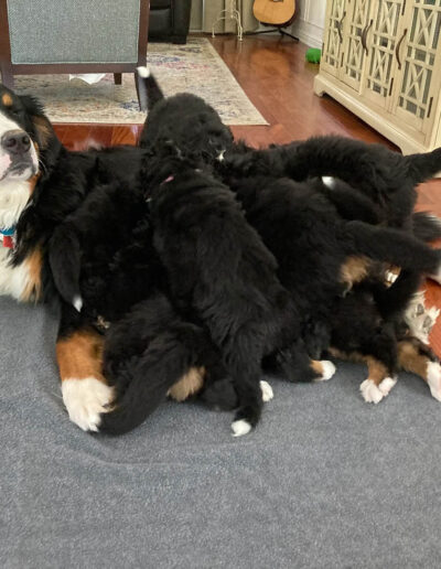 Bernese Mountain Dog Puppies Tackling Mom