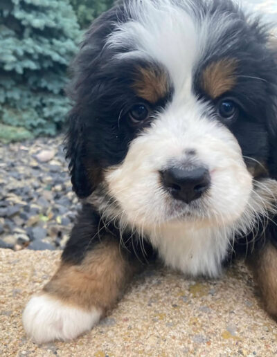 Bernese Mountain Dog Puppy Climbing a Wall