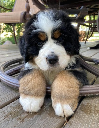 Bernese Mountain Dog Puppy