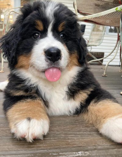 Bernese Mountain Dog Puppy Sticking Tongue Out