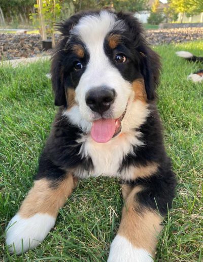 Bernese Mountain Dog Puppy Smiling