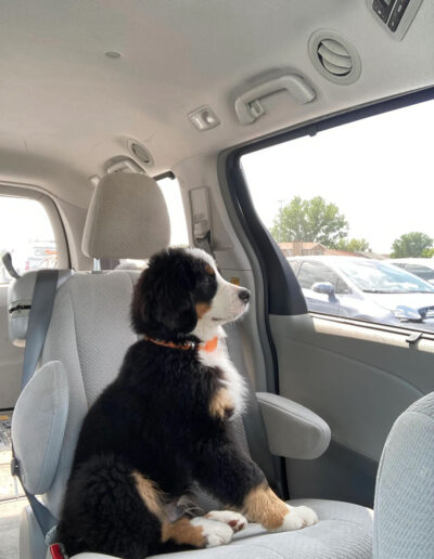 Bernese Mountain Dog Puppy Looking Out Car Window