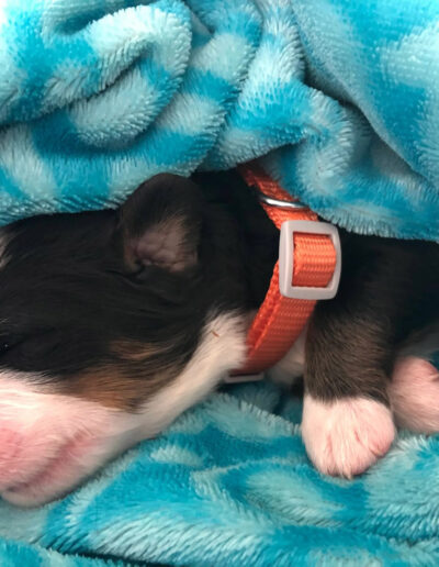 Bernese Mountain Dog Puppy Sleeping in a Blanket