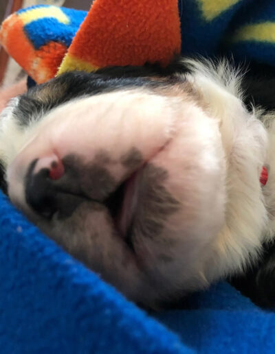 Bernese Mountain Dog Puppy Sleeping