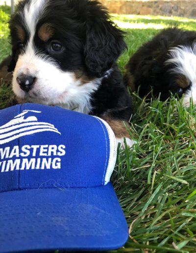 Bernese Mountain Dog Puppy With a Hat