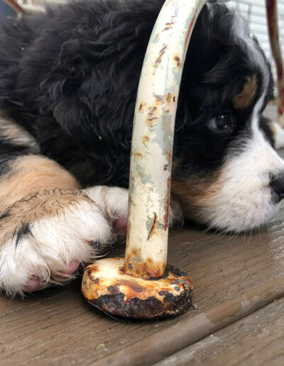 Bernese Mountain Dog Puppy