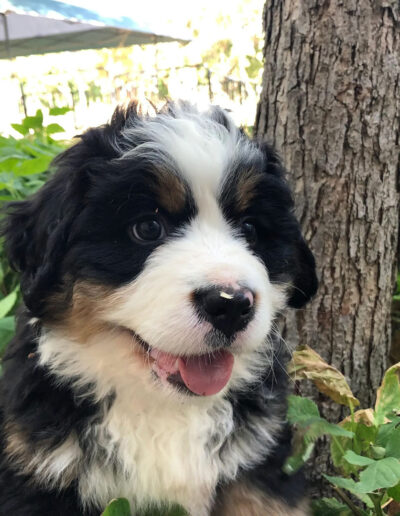 Bernese Mountain Dog Puppy Smiling