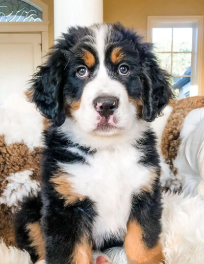 Bernese Mountain Dog Puppy