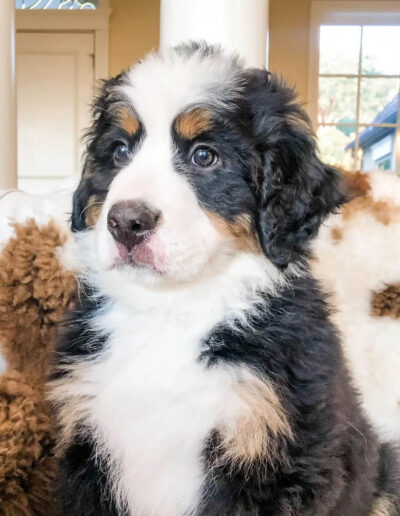 Bernese Mountain Dog Puppy