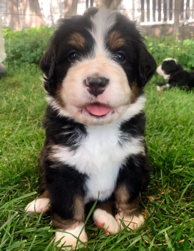 Bernese Mountain Dog Puppy Smiling