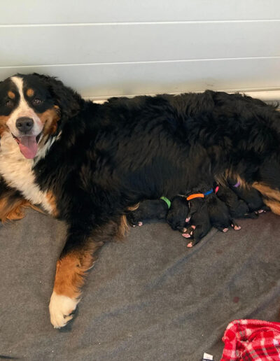 Bernese Mountain Dog Puppies Nursing