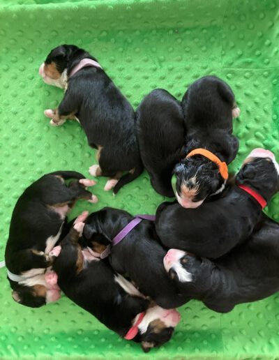 Bernese Mountain Dog Puppies Sleeping