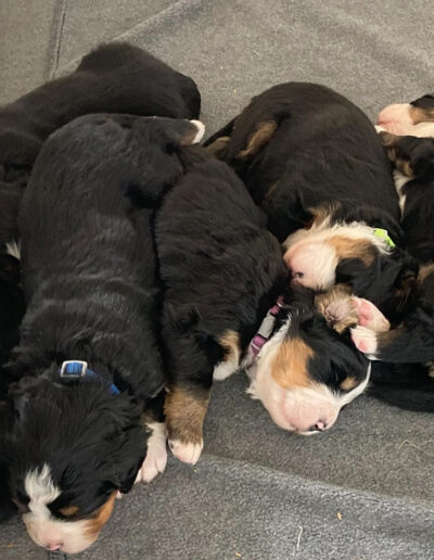 Bernese Mountain Dog Puppies Sleeping