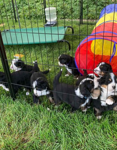 Bernese Mountain Dog Puppies in a Playpen