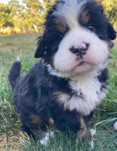 Bernese Mountain Dog Puppy