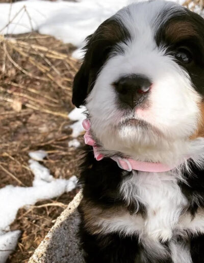 Bernese Mountain Dog Puppy