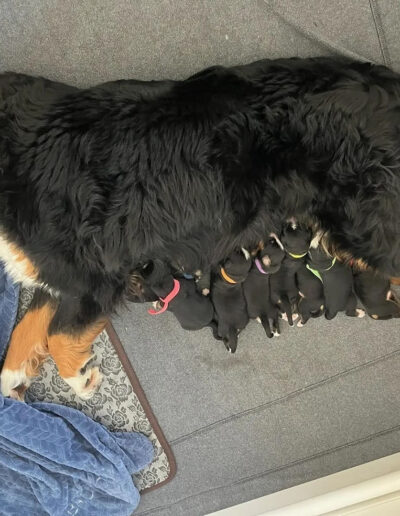 Bernese Mountain Dog Puppies Nursing