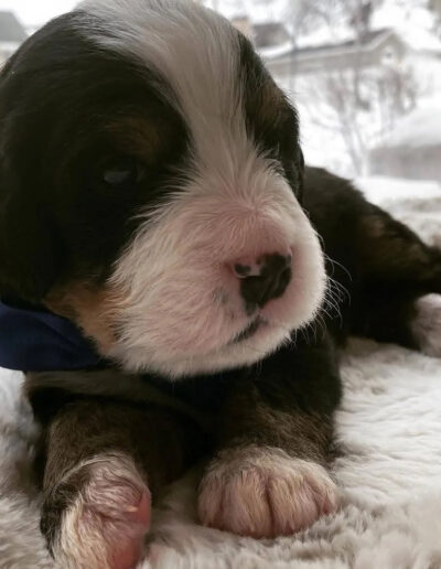 Bernese Mountain Dog Puppy