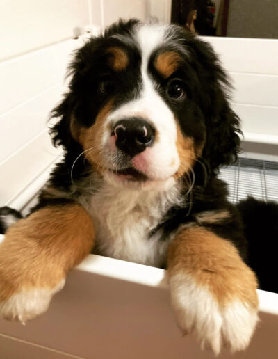 Bernese Mountain Dog Puppy