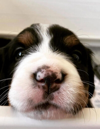 Bernese Mountain Dog Puppy