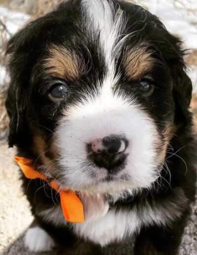 Bernese Mountain Dog Puppy