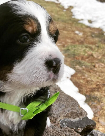 Bernese Mountain Dog Puppy