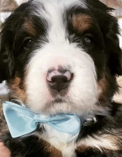 Bernese Mountain Dog Puppy