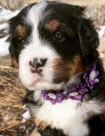 Bernese Mountain Dog Puppy