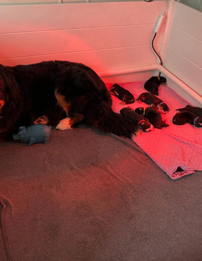 Bernese Mountain Dog Puppy Sleeping With Mom