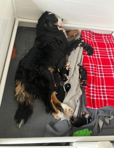 Bernese Mountain Dog Puppy Sleeping With Mom