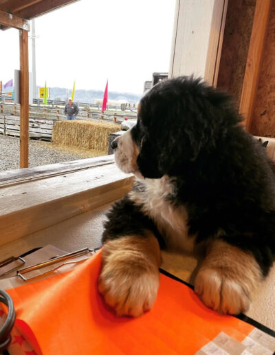 Bernese Mountain Dog Puppy