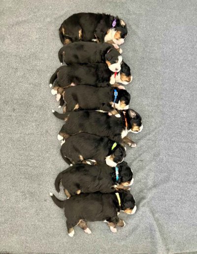 Bernese Mountain Dog Puppy Sleeping in a Row