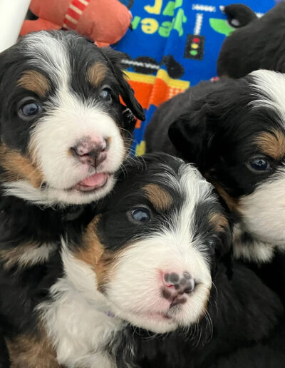 Bernese Mountain Dog Puppies