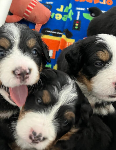 Bernese Mountain Dog Puppies Sticking Tongue Out