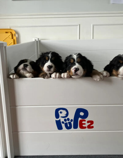 Bernese Mountain Dog Puppies Jumping on Playpen