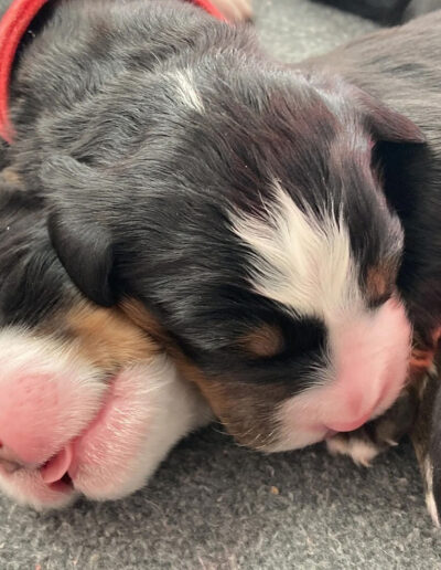 Bernese Mountain Dog Puppy Sleeping