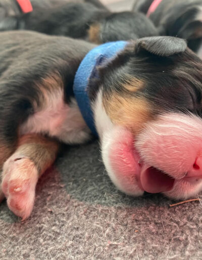 Bernese Mountain Dog Puppy Sleeping