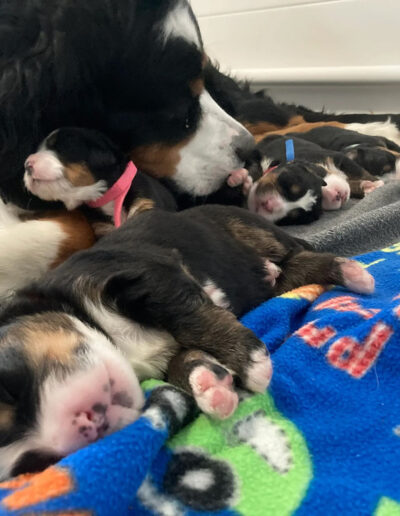 Bernese Mountain Dog Puppies Sleeping With Mom