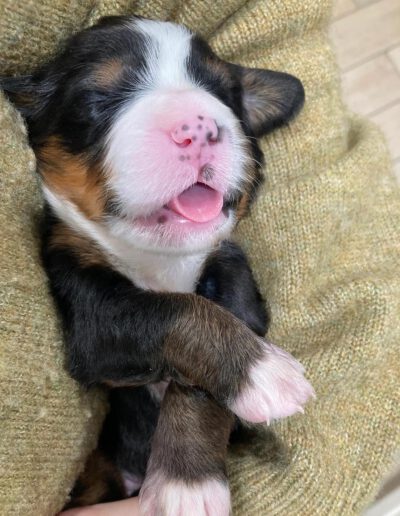 Bernese Mountain Dog Puppy Sleeping