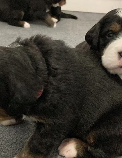 Bernese Mountain Dog Puppies