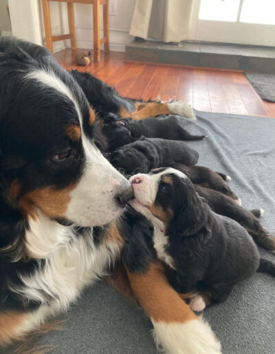 Bernese Mountain Dog Puppy Kissing Mom