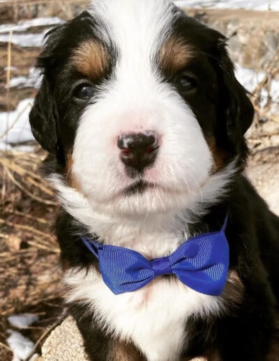 Bernese Mountain Dog Puppy