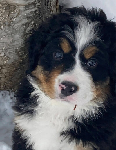 Bernese Mountain Dog Puppy