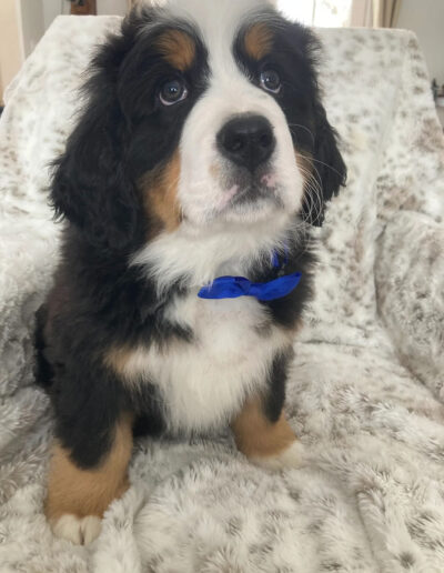 Bernese Mountain Dog Puppy