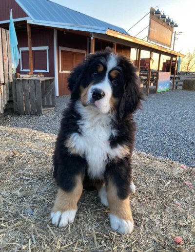 Bernese Mountain Dog Puppy on a Farm