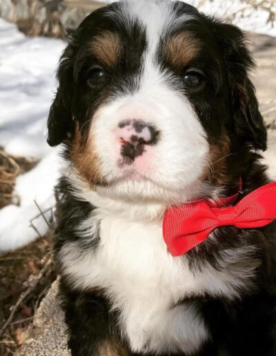 Bernese Mountain Dog Puppy