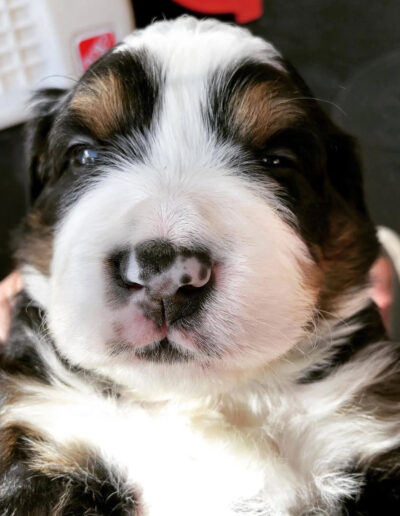 Bernese Mountain Dog Puppy