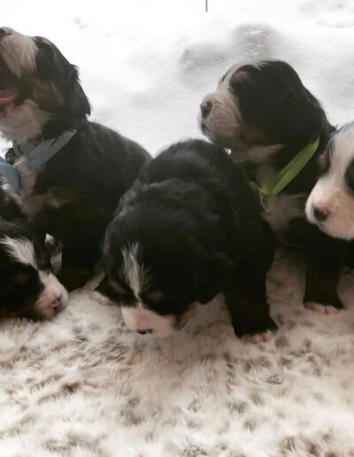 Bernese Mountain Dog Puppies