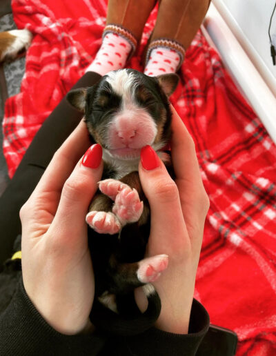 Bernese Mountain Dog Puppy Sleeping and Being Held